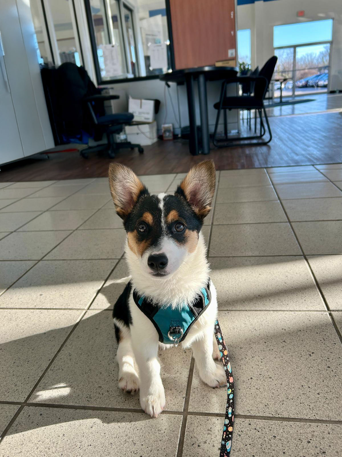 Subaru of Spartanburg's featured pet of the week