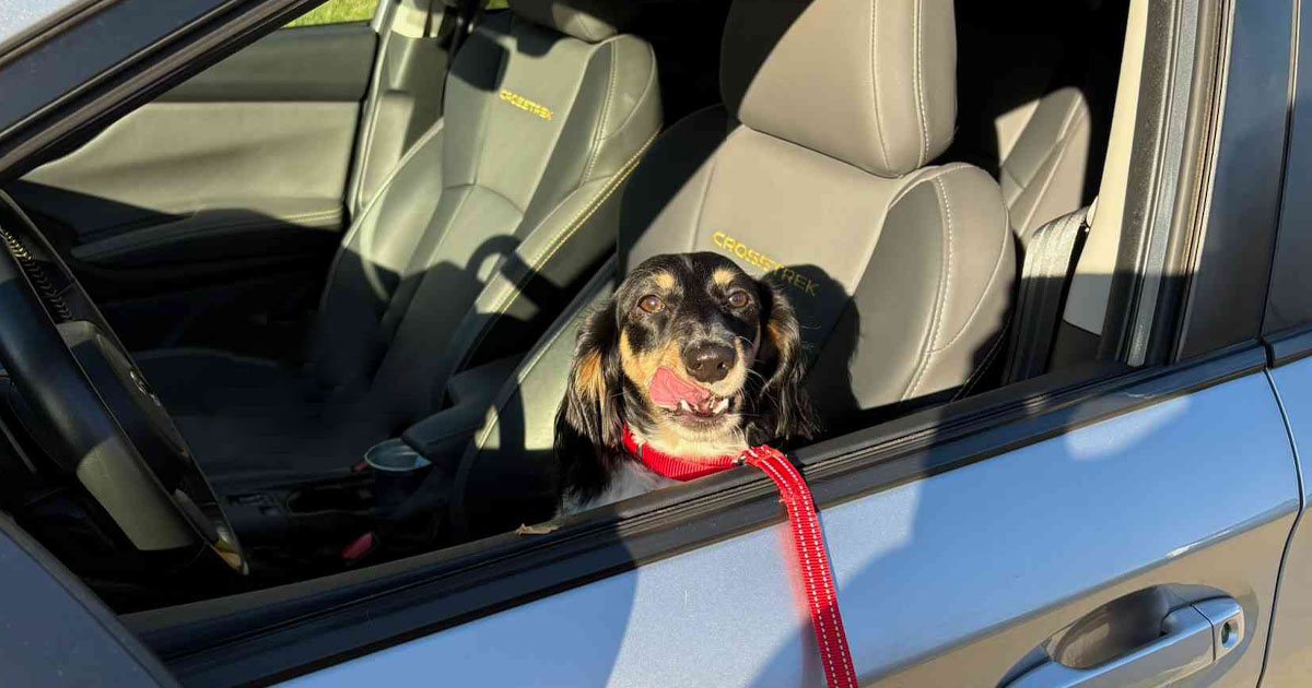 A dog sitting inside of a Subaru car